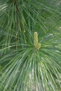 Dwarf Schwerins white pine Japanese Pinus schwerinii Wiethorst